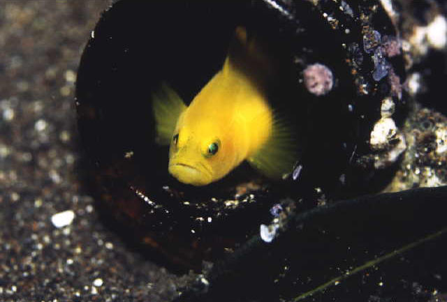 Lubricogobius exiguus